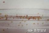 충북도, 빈대 확산 방지를 위한 숙박업·목욕장업 위생점검 추진!