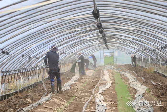 부여군 공무원 수해복구 장면