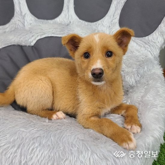 천안시 동물보호센터에서 보호 중인 유기동물