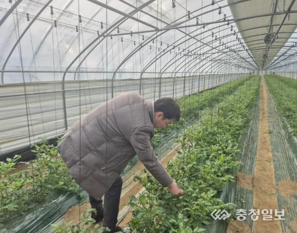 충주시, ‘토마토뿔나방’확산 방지 총력